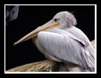 Tiere 2010