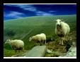 Wales
